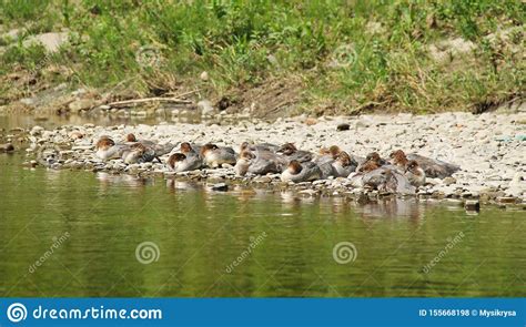 Flock Of Young Common Mergansers Stock Photo Image Of Ornithology