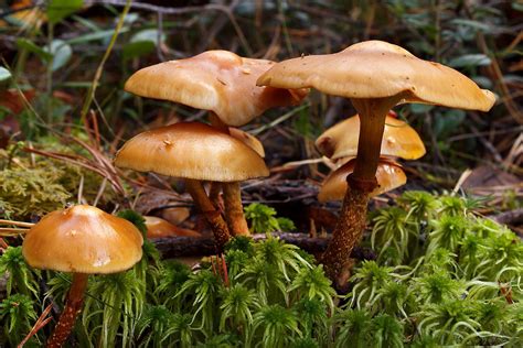 Identifying Poisonous Mushrooms
