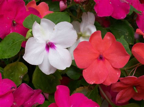 Impatiens Comment Planter Cultiver Et Entretenir Les Fleurs Impatiens