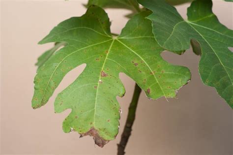 Fig Tree Diseases Tips On Identification And Control