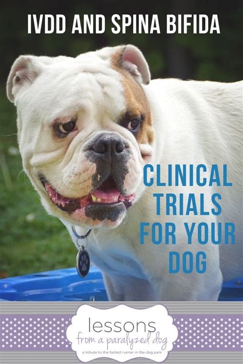 English bulldogs suffer from a variety of health issues. Two Important Clinical Trials For Dogs With Spine Problems ...