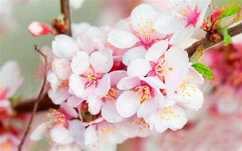Cherry Blossom Wallpapers 73 Pictures