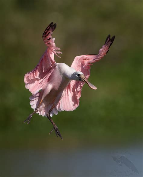 Photo Roseate Spoonbill Fledgling Landing By Ron Bielefeld On 500px