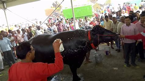 8 Crore Ka Bhansa Krishi Unnati Mela Iari Pusa Delhi Youtube