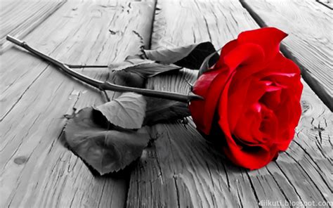 Gambar bunga mawar hitam pekat jpg clip art library. Gambar Bunga Mawar Merah Mewah dan Indah Terbaru 2015