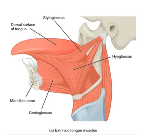 Module 5 Muscles Of The Tongue Flashcards Quizlet