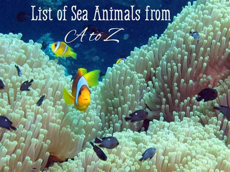 The algae on a coral reef is actually an animal. List of Sea Animals A-Z | Owlcation