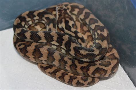 Het Darwin Carpet Pythons Aussie Pythons And Snakes Forum