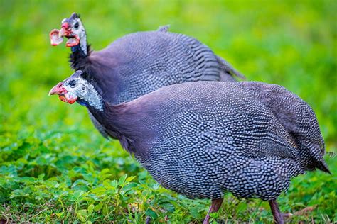 Royal Purple Guinea Fowl Facts Origins Characteristics And Pictures