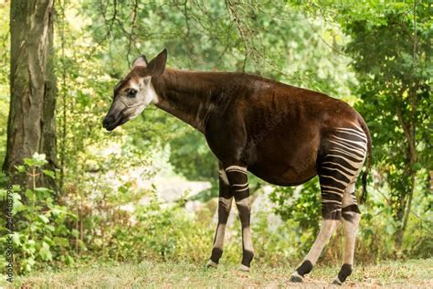 Okapi Okapia Johnstoni Forest Giraffe Artiodactyl Mammal Native To