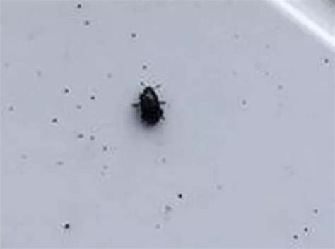 What Are The Tiny Black Bugs In My House Uk Psoriasisguru Com