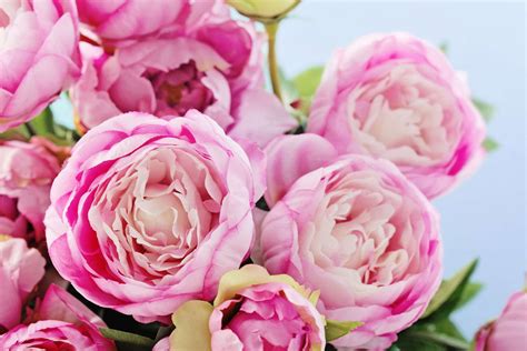 12 Surprising Facts All Peony Enthusiasts Should Know