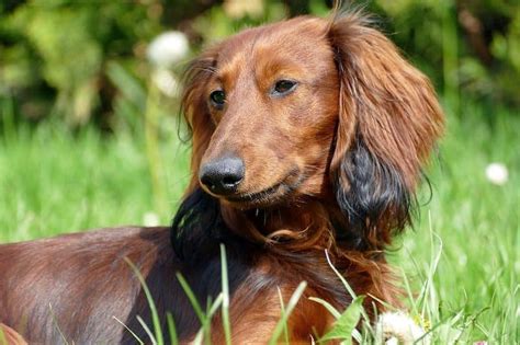 Types Of Dachshunds Smooth Long Wired Haired And More