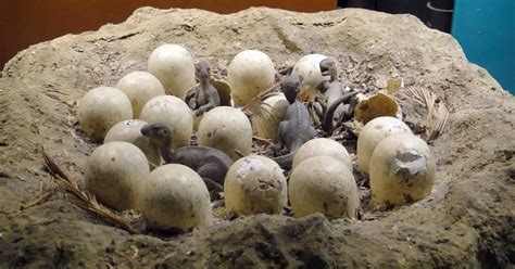 Dinosaur Eggs Dinosaurs Pictures And Facts