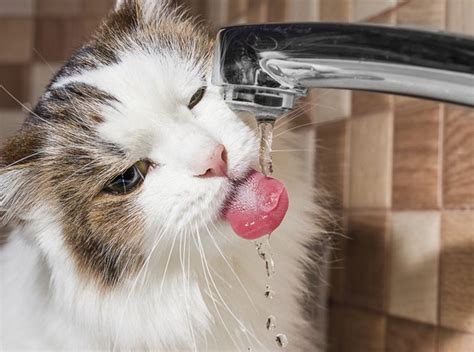 Although cat vomiting might be due to eating a part of a houseplant or ingesting a piece of a toy, your cat can get an upset stomach from over grooming. Kidney Disease in Cats & Sweet-Smelling Urine | Cuteness