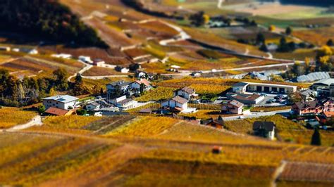 Tilt Shift Aerial View Of Autumnal Vineyards In Switzerland Editorial