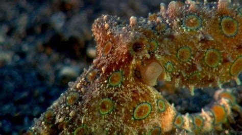 The Shape Of Life Molluscs Blue Ringed Octopus Warning Coloration