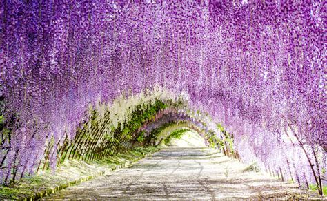 Wisteria Flowers Tunnel In Japan | Found The World