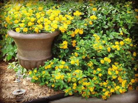 May 03, 2021 · catnip has similar growing and care needs to other catmint plants and matures at 2 to 4 feet tall and 2 to 3 feet wide. Texas Gardening and Drought Tolerant Plants | Curb Alert! Blog