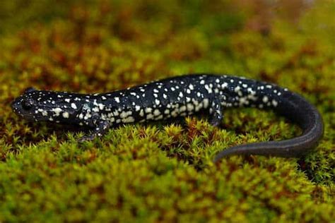 19 Types Of Salamanders In Missouri Pictures The Critter Hideout