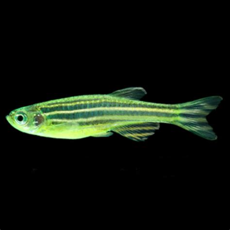 Glofish For Sale Buy Live Glowfish For Your Tank