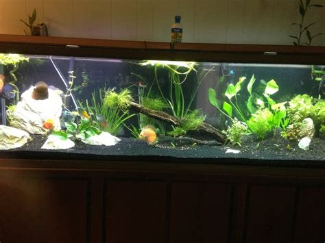 My 125 Gallon Planted Discus Tank Aquariums