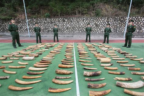 Hong Kong Starts Countdown To Ivory Trade Ban