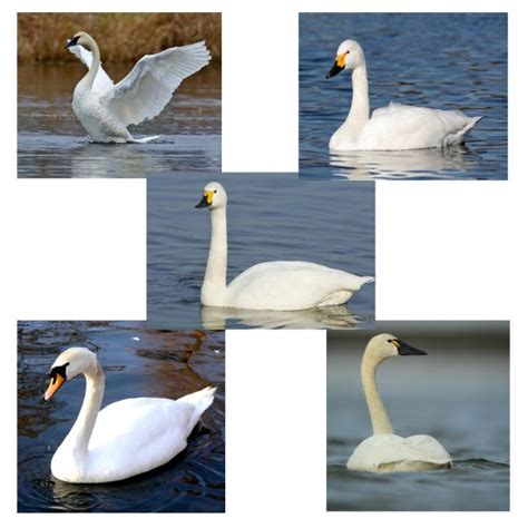 Different Species Of Swans And How To Identify Each Breeds Of Swans 8