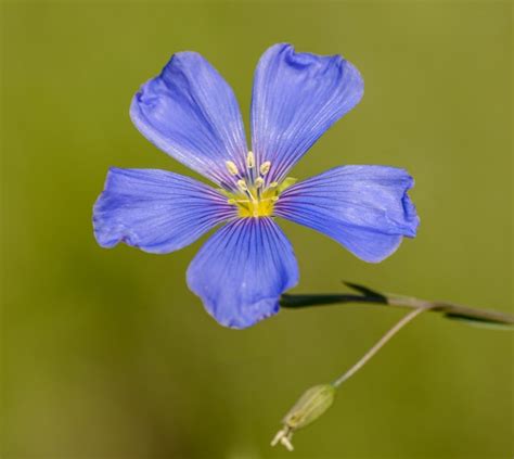 Premium Photo Blue Flax Linum Lewisii Flower Closeup On Green