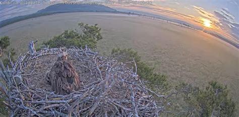 Innovative Application Of Cameras Revolutionises Osprey Conservation Project Axis Communications