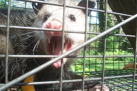 Removing Opossums From Under Your Shed Or Porch Opossum Friends