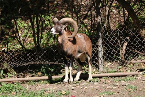 Mouflon Zoochat
