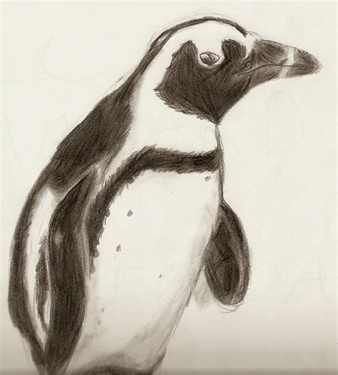 Penguin Sketch By Murdererdelacroix On Deviantart