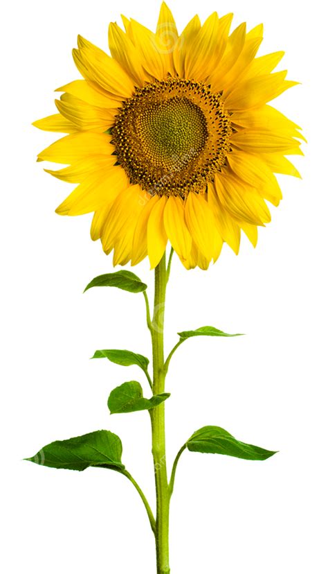 Real Sunflower Png Images Transparent