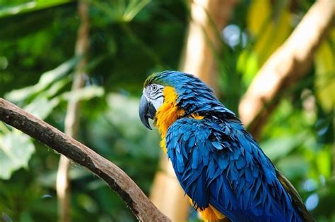 14 Types Of Pet Macaws Species And Colors With Pictures Pet Keen