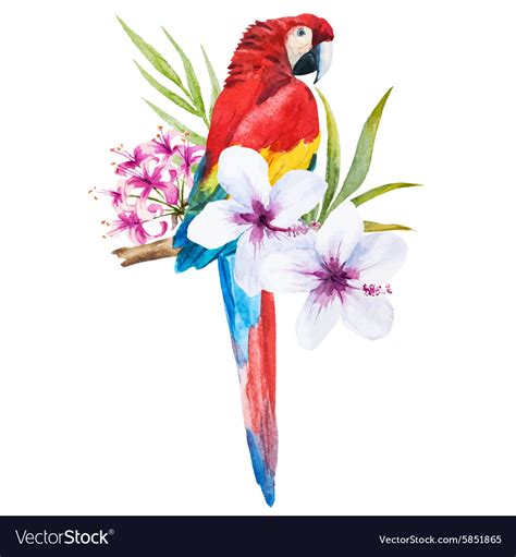 Watercolor Parrot Royalty Free Vector Image Vectorstock