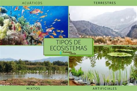Diversidad De Ecosistemas Qué Es Y Ejemplos Ecosistemas Diversidad