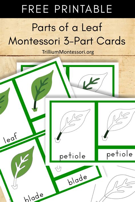 Free Printable Montessori Three Part Cards