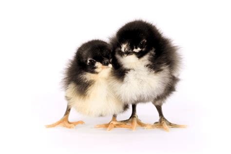 Can Australorp Chicks Be Sexed Hows It Done