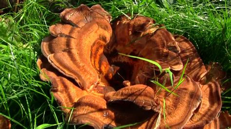 Mushroom Clusters In Yard Tyredrecord