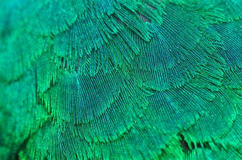 Resplendent Quetzal Feathers Docnordic Flickr