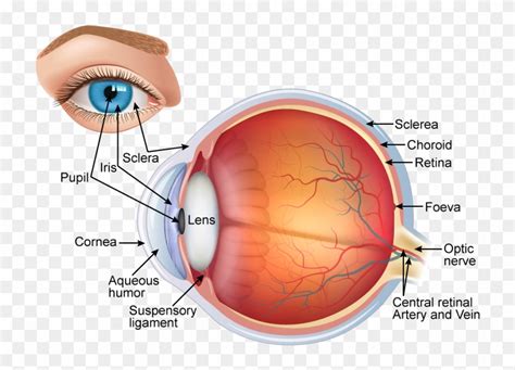 Draw A Neat And Structure Of Eye With Labelling Hd Png Download