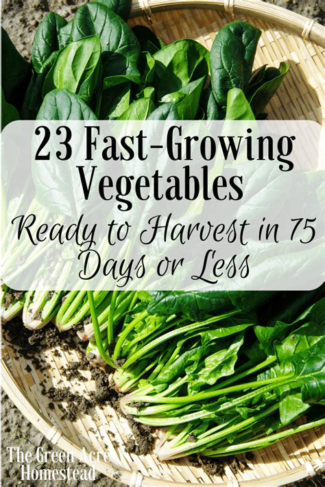 23 Fast Growing Vegetables Ready To Harvest In 75 Days Or Less