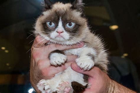 Grumpy Cats £60 Million Frown Celeb Moggy Forms