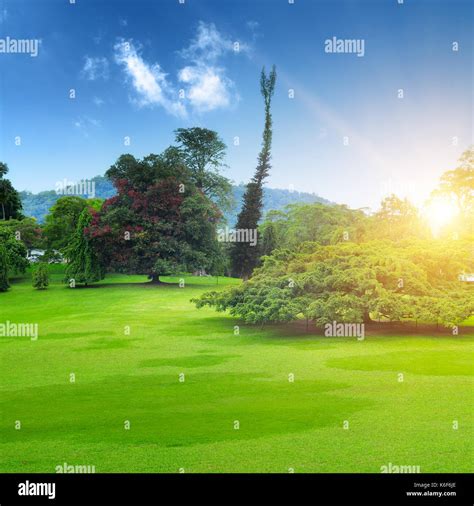 Summer Park With Beautiful Green Lawns Stock Photo Alamy