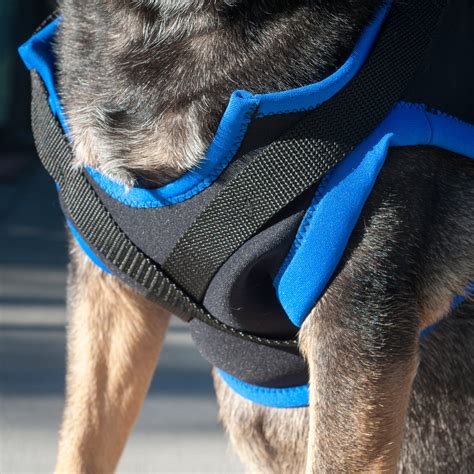 Walkabout Front Leg Support Harness Vet Selected At Doolittles Pet