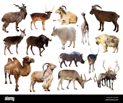 Set Of Artiodactyla Mammal Animals Fifteen Different Animals Over