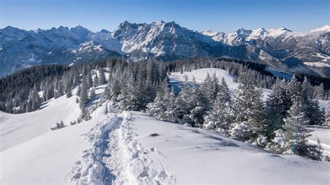 Snow Covered Pine Trees And Mountains In Alps Switzerland Hd Nature