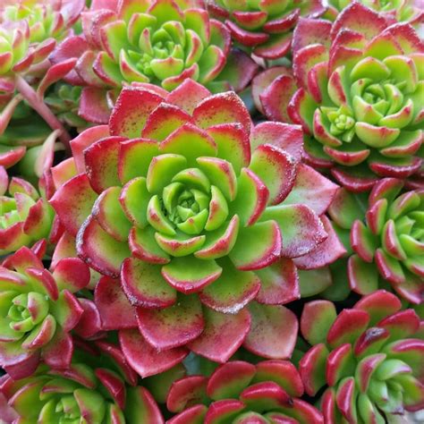 5 Beautiful Succulents With Red Flowers Succulent City