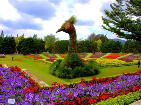 Memiliki sebuah taman pada hunian tidak hanya akan mempercantik. Taman Bunga Rokoy Pandeglang - Taman Bunga Nusantara Tiket ...